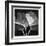 Ginkgo Close Up Black and White-Albert Koetsier-Framed Art Print
