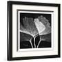 Ginkgo Close Up Black and White-Albert Koetsier-Framed Art Print