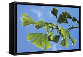 Ginkgo Close-Up of Leaves-null-Framed Stretched Canvas