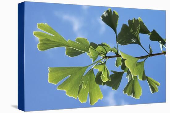 Ginkgo Close-Up of Leaves-null-Stretched Canvas