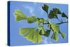 Ginkgo Close-Up of Leaves-null-Stretched Canvas