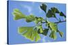 Ginkgo Close-Up of Leaves-null-Stretched Canvas