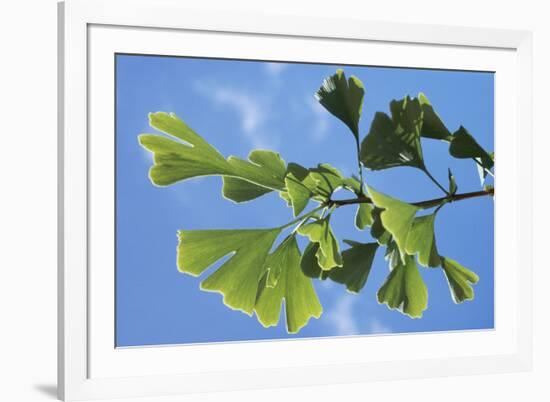 Ginkgo Close-Up of Leaves-null-Framed Photographic Print