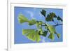 Ginkgo Close-Up of Leaves-null-Framed Photographic Print