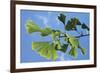 Ginkgo Close-Up of Leaves-null-Framed Photographic Print