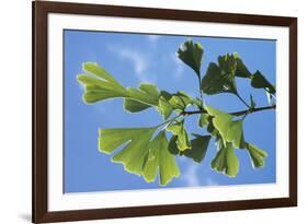 Ginkgo Close-Up of Leaves-null-Framed Photographic Print