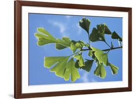 Ginkgo Close-Up of Leaves-null-Framed Photographic Print