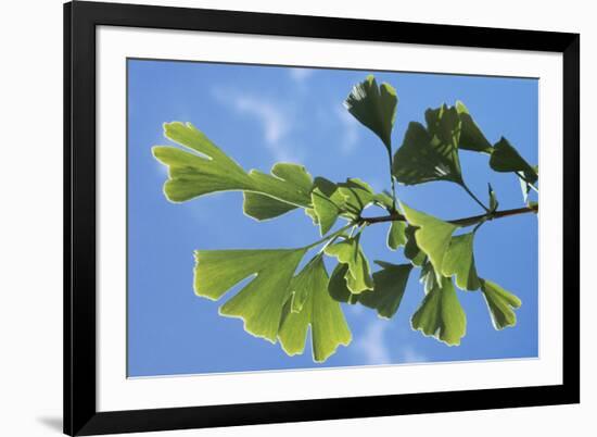 Ginkgo Close-Up of Leaves-null-Framed Photographic Print