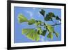 Ginkgo Close-Up of Leaves-null-Framed Photographic Print