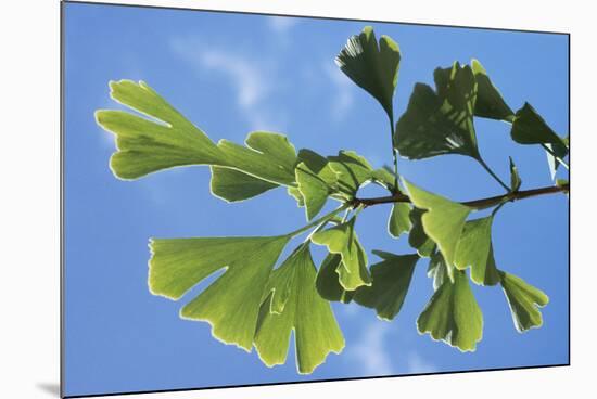 Ginkgo Close-Up of Leaves-null-Mounted Photographic Print