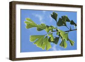 Ginkgo Close-Up of Leaves-null-Framed Photographic Print