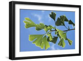 Ginkgo Close-Up of Leaves-null-Framed Photographic Print