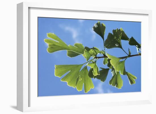 Ginkgo Close-Up of Leaves-null-Framed Photographic Print