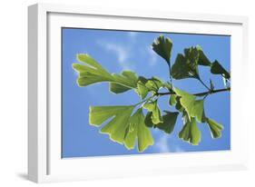 Ginkgo Close-Up of Leaves-null-Framed Photographic Print