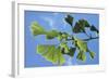 Ginkgo Close-Up of Leaves-null-Framed Photographic Print