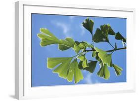 Ginkgo Close-Up of Leaves-null-Framed Photographic Print