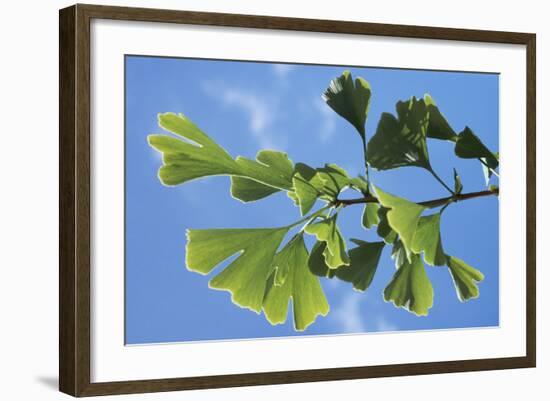 Ginkgo Close-Up of Leaves-null-Framed Photographic Print