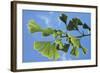 Ginkgo Close-Up of Leaves-null-Framed Photographic Print