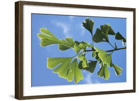 Ginkgo Close-Up of Leaves-null-Framed Photographic Print