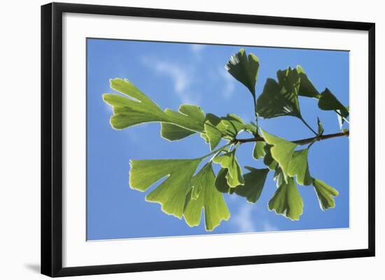 Ginkgo Close-Up of Leaves-null-Framed Photographic Print