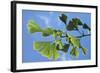 Ginkgo Close-Up of Leaves-null-Framed Photographic Print