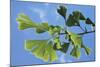 Ginkgo Close-Up of Leaves-null-Mounted Photographic Print