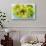 Ginkgo,Fruit and Leaves, 2010-Joan Thewsey-Giclee Print displayed on a wall