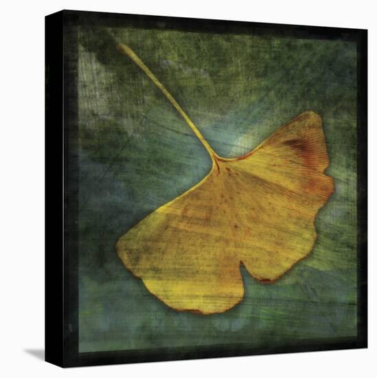 Ginkgo III-John Golden-Stretched Canvas