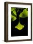 Ginkgo Leaves on Black-Philippe Sainte-Laudy-Framed Photographic Print