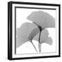 Ginkgo Leaves Trio Black and White-Albert Koetsier-Framed Art Print
