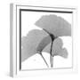 Ginkgo Leaves Trio Black and White-Albert Koetsier-Framed Art Print