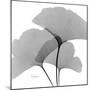 Ginkgo Leaves Trio Black and White-Albert Koetsier-Mounted Art Print