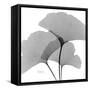 Ginkgo Leaves Trio Black and White-Albert Koetsier-Framed Stretched Canvas