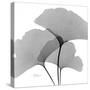 Ginkgo Leaves Trio Black and White-Albert Koetsier-Stretched Canvas