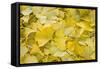 Ginkgo Leaves with Dewdrops-Brigitte Protzel-Framed Stretched Canvas