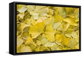 Ginkgo Leaves with Dewdrops-Brigitte Protzel-Framed Stretched Canvas