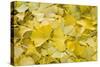 Ginkgo Leaves with Dewdrops-Brigitte Protzel-Stretched Canvas