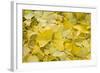 Ginkgo Leaves with Dewdrops-Brigitte Protzel-Framed Photographic Print