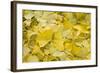 Ginkgo Leaves with Dewdrops-Brigitte Protzel-Framed Photographic Print