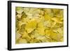 Ginkgo Leaves with Dewdrops-Brigitte Protzel-Framed Photographic Print