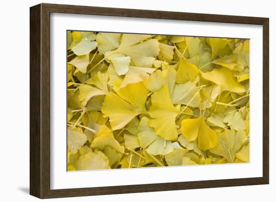 Ginkgo Leaves with Dewdrops-Brigitte Protzel-Framed Photographic Print