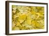 Ginkgo Leaves with Dewdrops-Brigitte Protzel-Framed Photographic Print