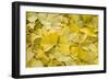 Ginkgo Leaves with Dewdrops-Brigitte Protzel-Framed Photographic Print