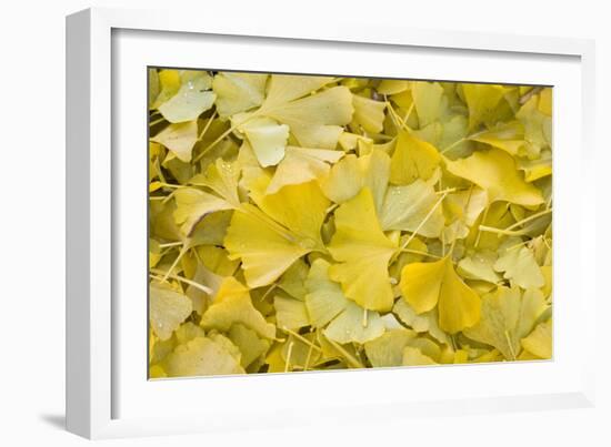 Ginkgo Leaves with Dewdrops-Brigitte Protzel-Framed Photographic Print