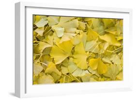 Ginkgo Leaves with Dewdrops-Brigitte Protzel-Framed Photographic Print