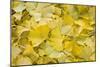 Ginkgo Leaves with Dewdrops-Brigitte Protzel-Mounted Photographic Print