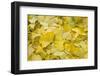 Ginkgo Leaves with Dewdrops-Brigitte Protzel-Framed Photographic Print