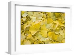 Ginkgo Leaves with Dewdrops-Brigitte Protzel-Framed Photographic Print