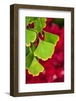 Ginkgo on Maple Background-Philippe Sainte-Laudy-Framed Photographic Print