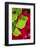 Ginkgo on Maple Background-Philippe Sainte-Laudy-Framed Photographic Print